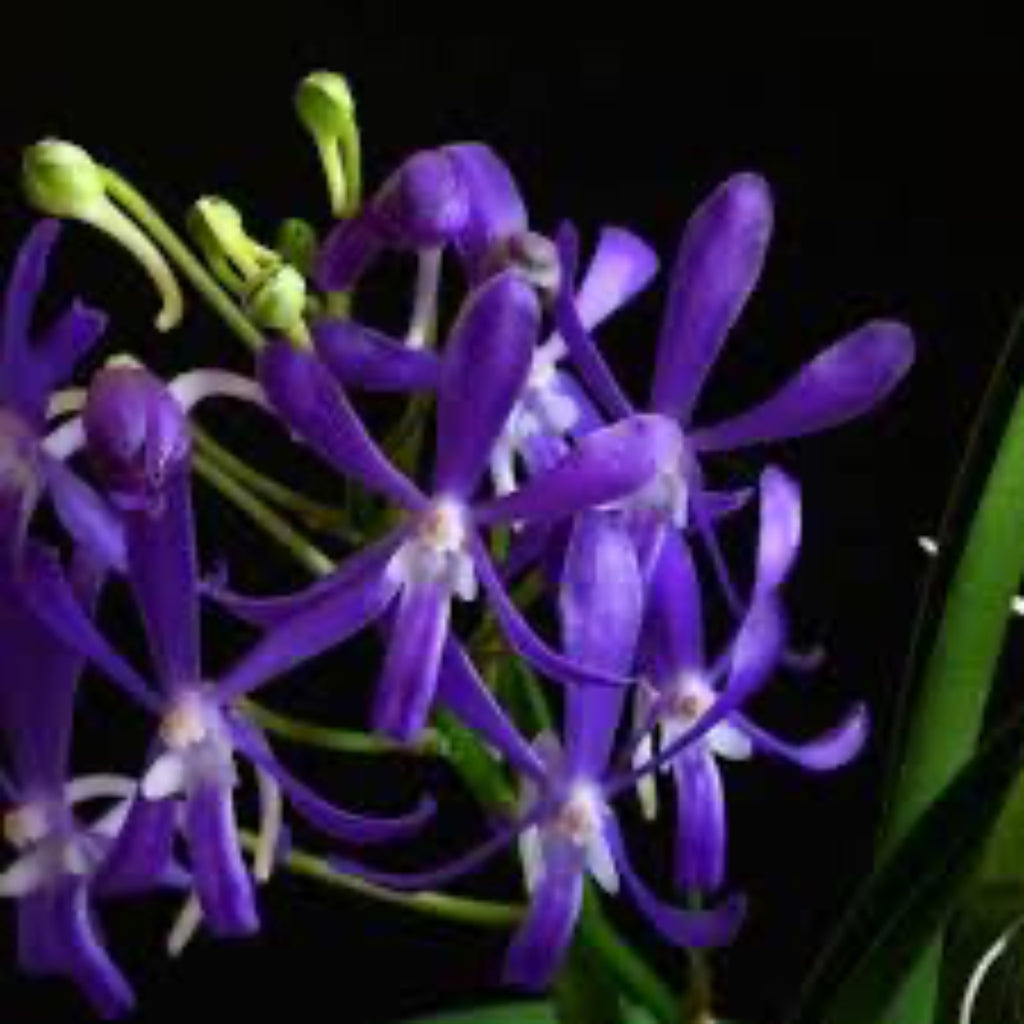 Vandachostylis. Charm ‘Blue Star’