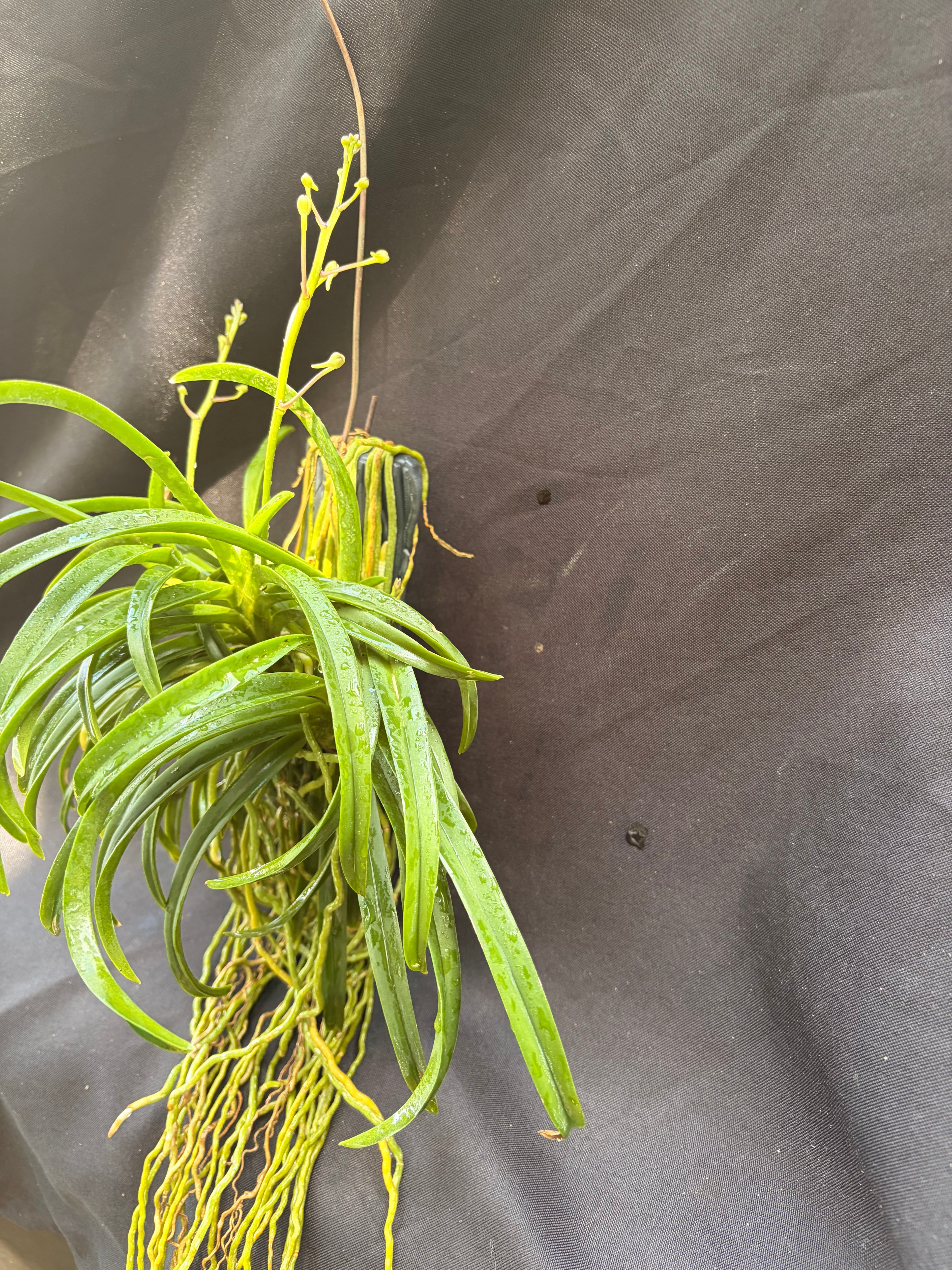 Vandachostylis. Charm ‘Blue Star’