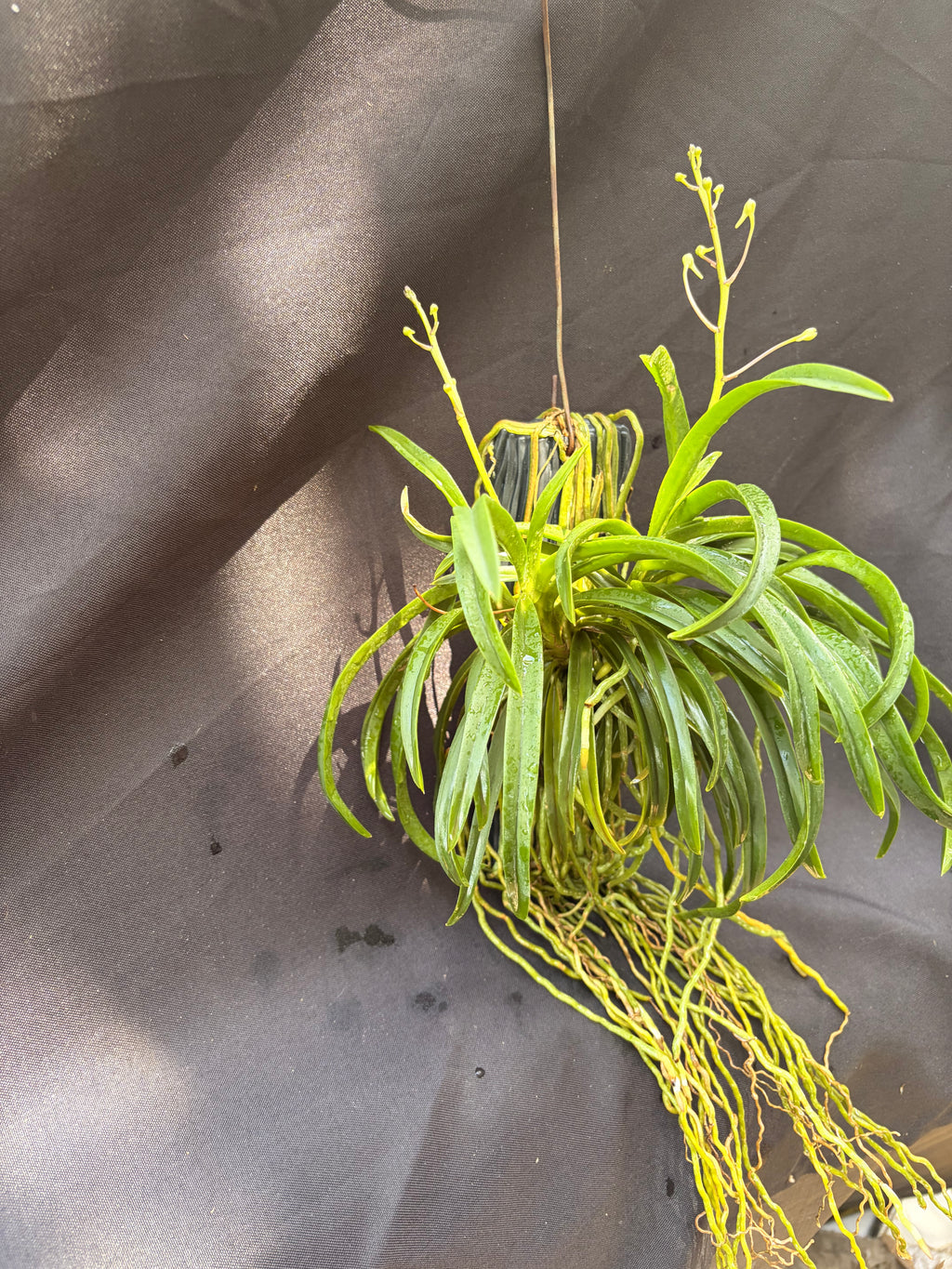 Vandachostylis. Charm ‘Blue Star’
