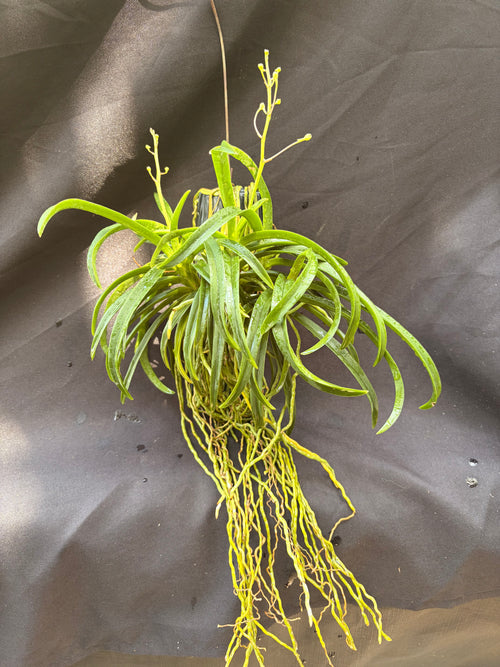 Vandachostylis. Charm ‘Blue Star’